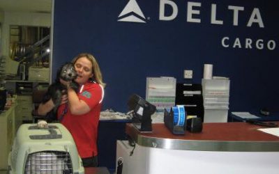 Croshka Siberians can ship your kitten to you on Delta Airlines
