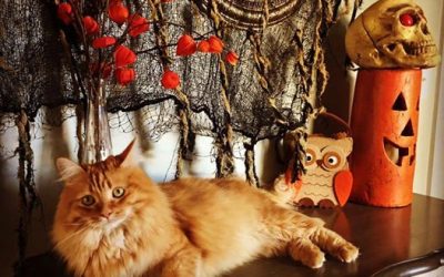 Falling for Siberian Cats