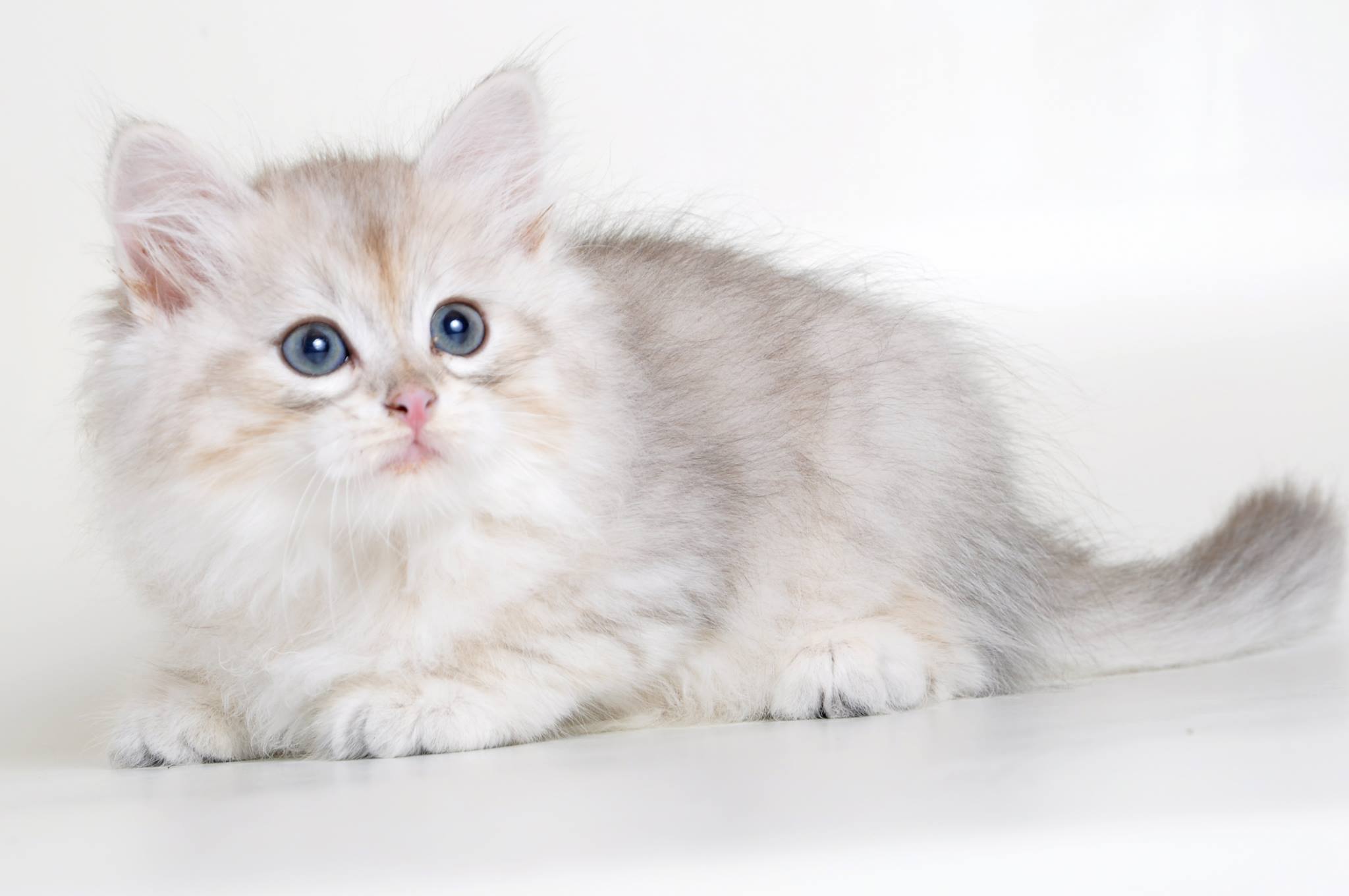 silver siberian kitten