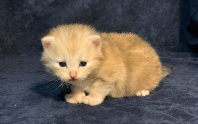 Rare Bi Metallic Siberian kittens are born at Croshka Siberians