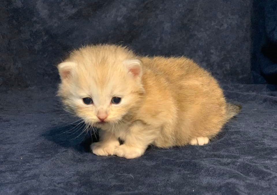 Rare Bi Metallic Siberian kittens are born at Croshka Siberians