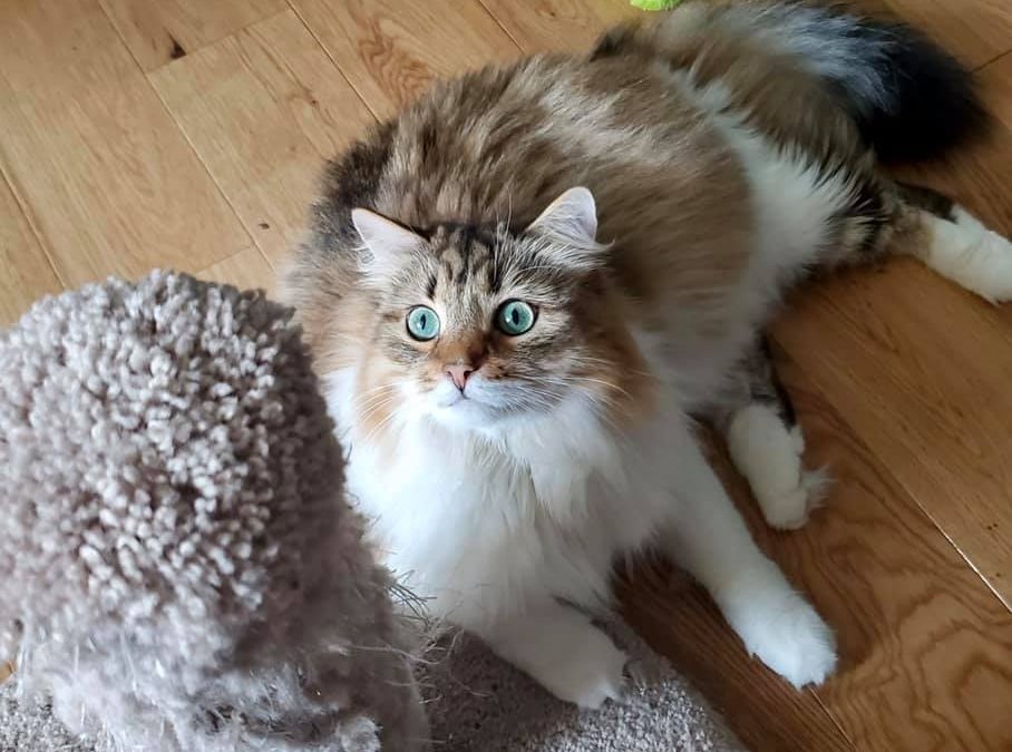Meet Dmintri a beautiful Siberian cat