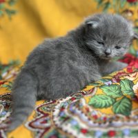 Solid Blue Male Siberian kitten