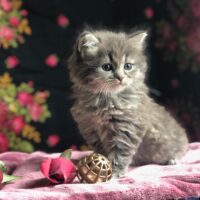 Hypo Allergenic Siberian kittens available see Facebook page