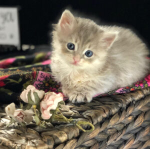 Siberian kittens in a barrel