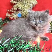 Available 2 Blue Female Siberian kittens